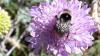 Bombus sp.